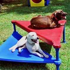 Los mejores parques para perros en la CDMX
