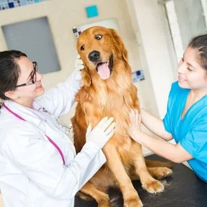 Veterinarios gratuitos cdmx
