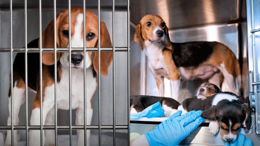 rescate perros beagle