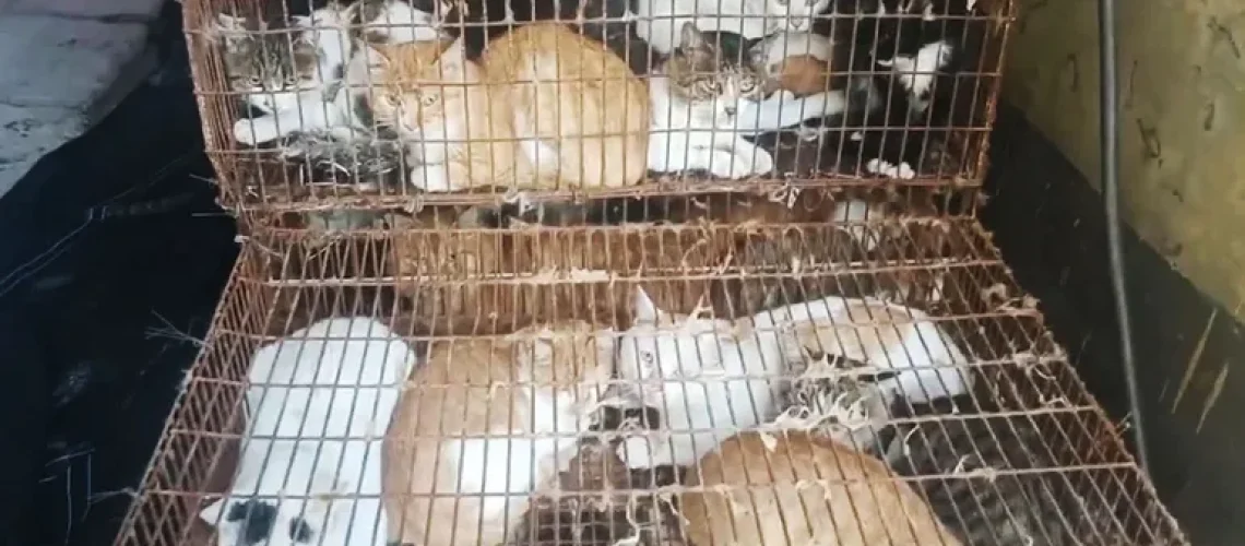 China rescató gatos